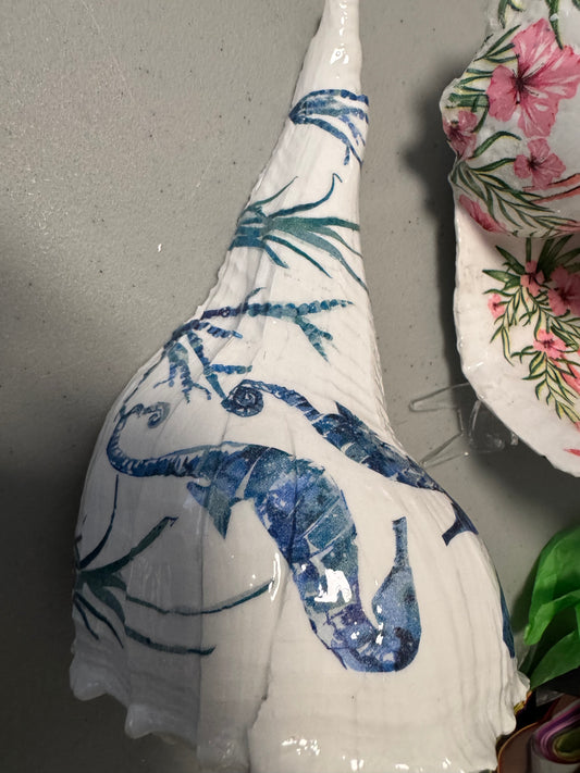 Medium seahorse whelk
